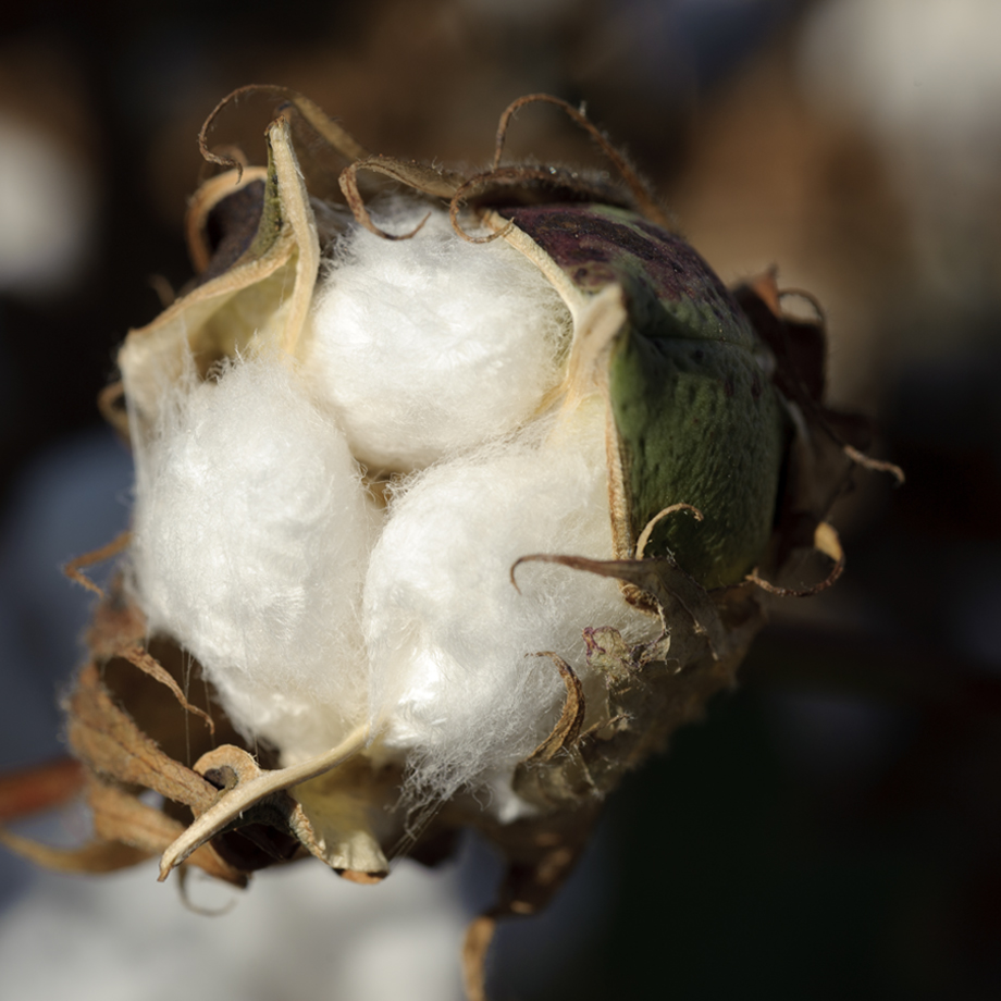cottonboll